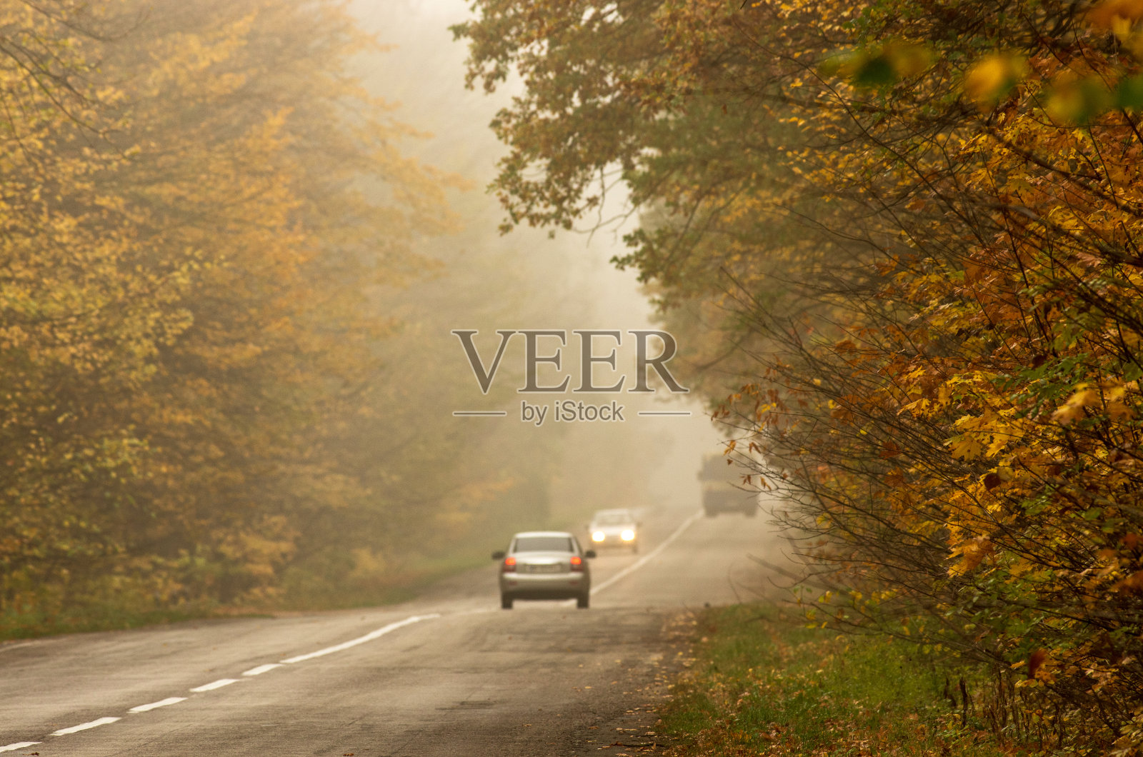 一辆开着前灯的汽车穿过雾蒙蒙的秋天森林。照片摄影图片