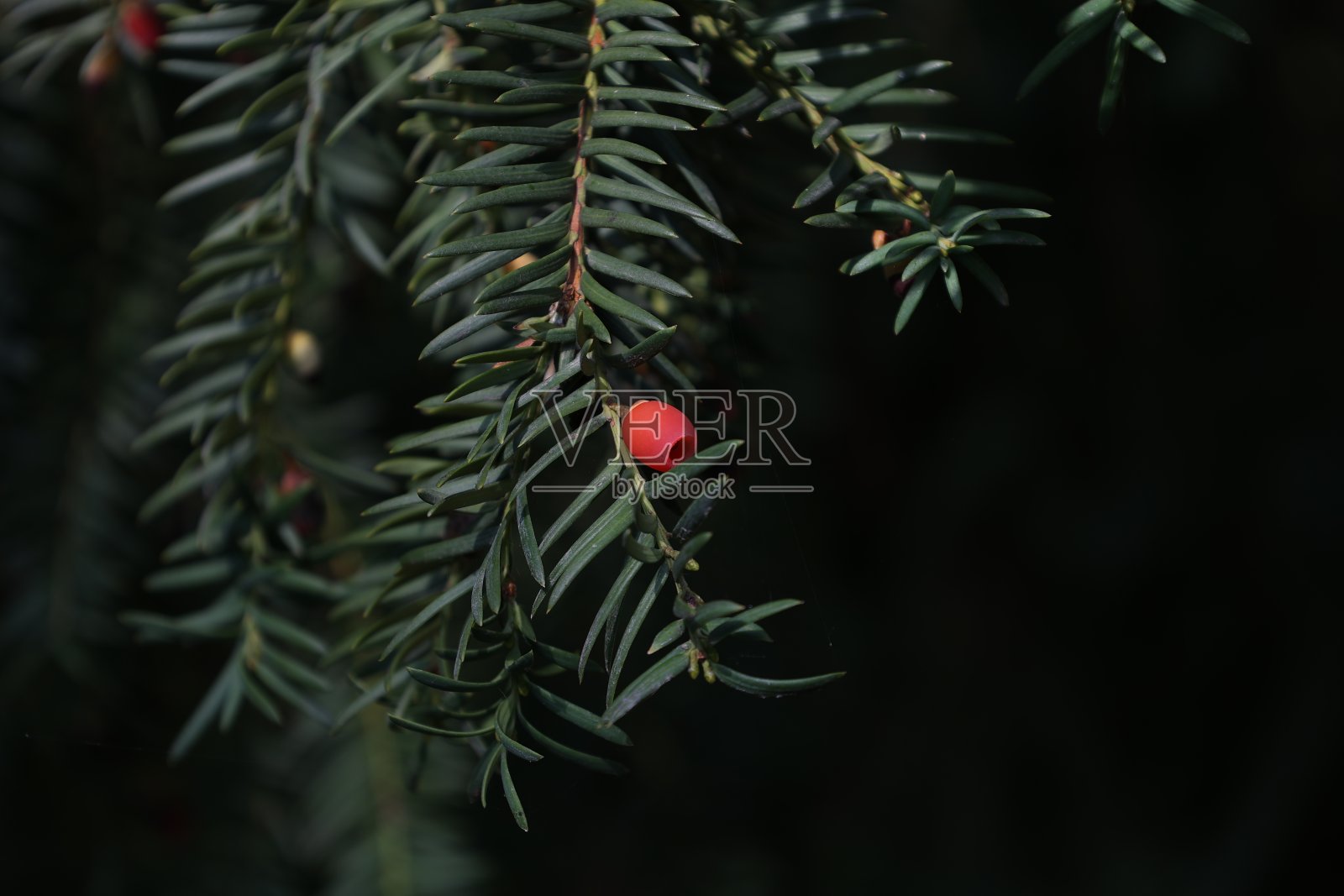 水松baccata特写镜头。带有红色浆果的紫杉树的绿色树枝。照片摄影图片