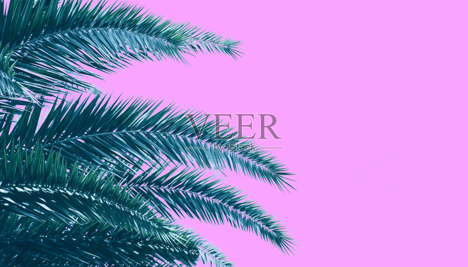 热带棕榈叶孤立在粉红色的背景上照片摄影图片