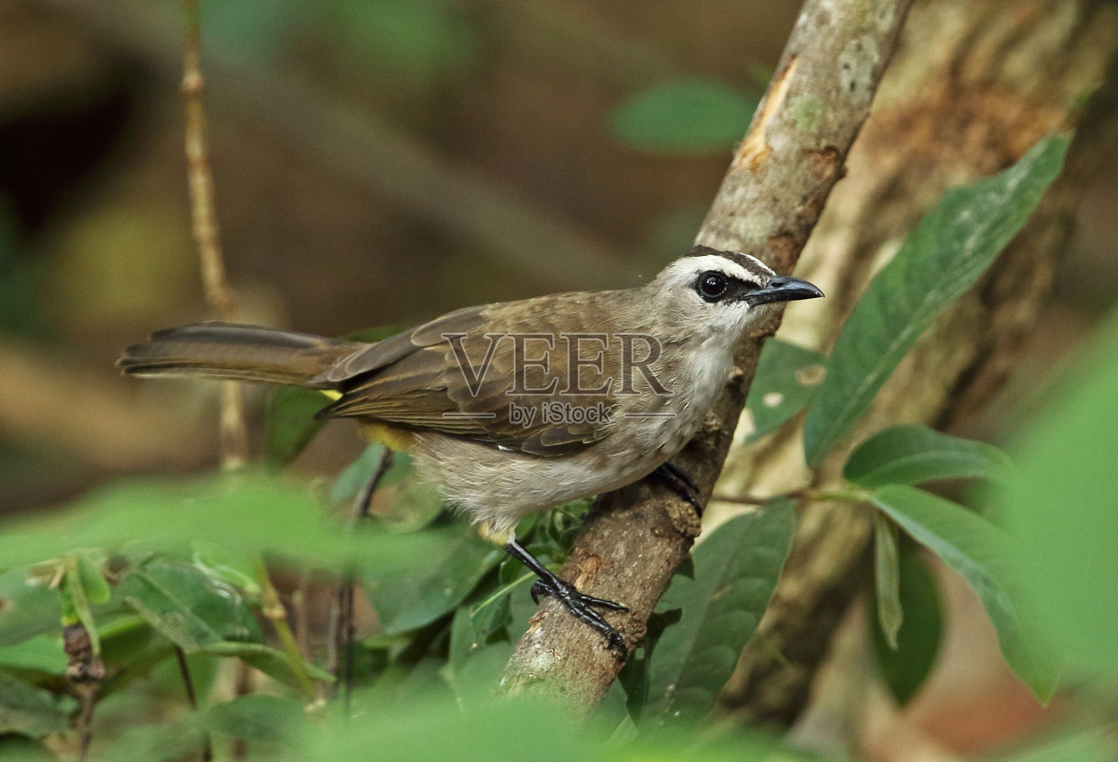 Yellow-vented夜莺照片摄影图片