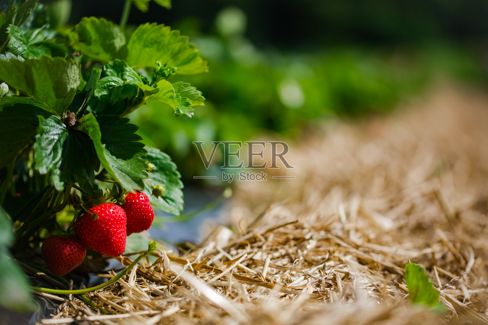 在农场亲手摘草莓照片摄影图片