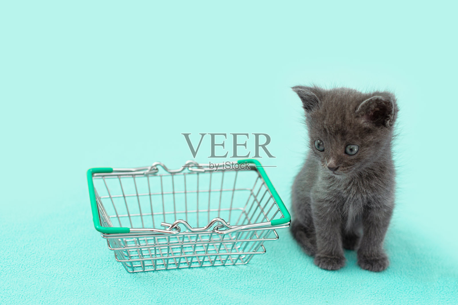 拎着购物篮的灰色小猫。买动物。宠物店照片摄影图片