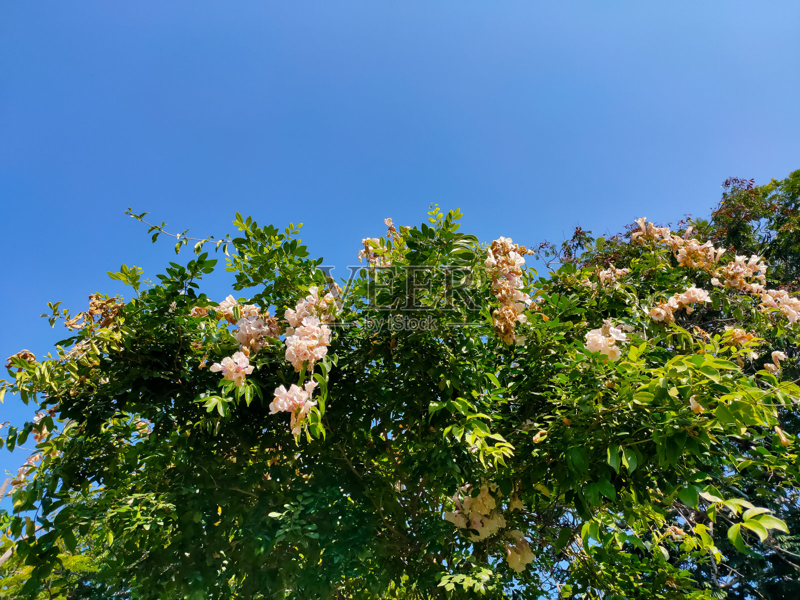 树上有一幅美丽的花的画照片摄影图片