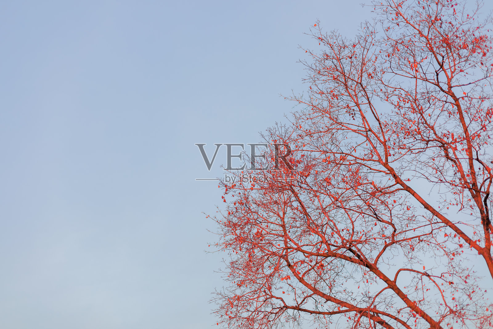 树枝映衬着蓝天。背景,壁纸。照片摄影图片