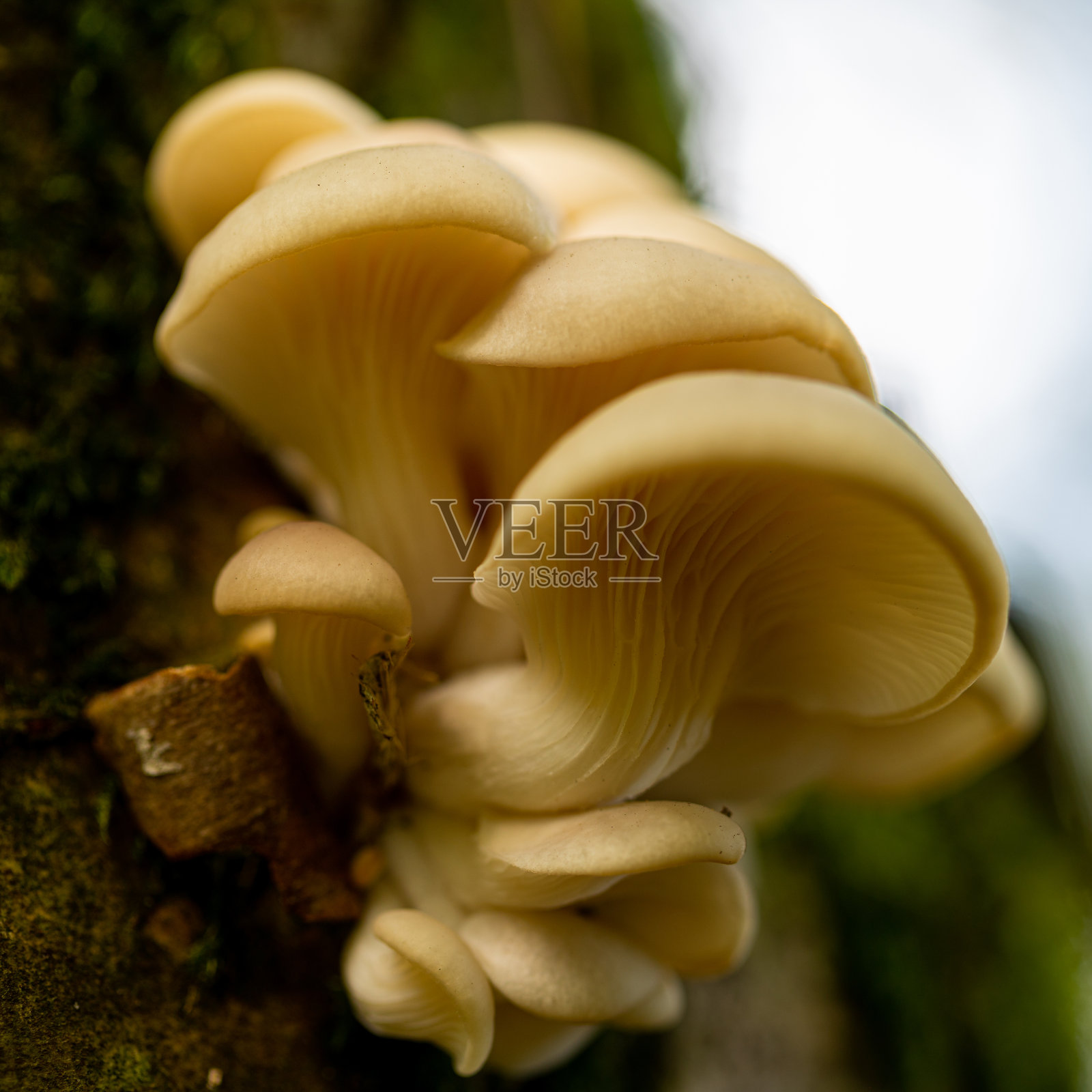 比利时日耳曼国家公园的凤仙菇(拉丁文:Pleurotus pulmonarius),长在一根有白斑的树枝上照片摄影图片