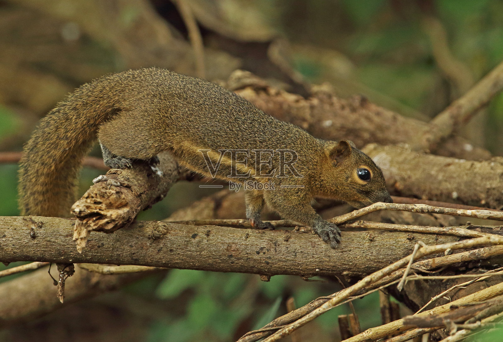 车前草松鼠照片摄影图片