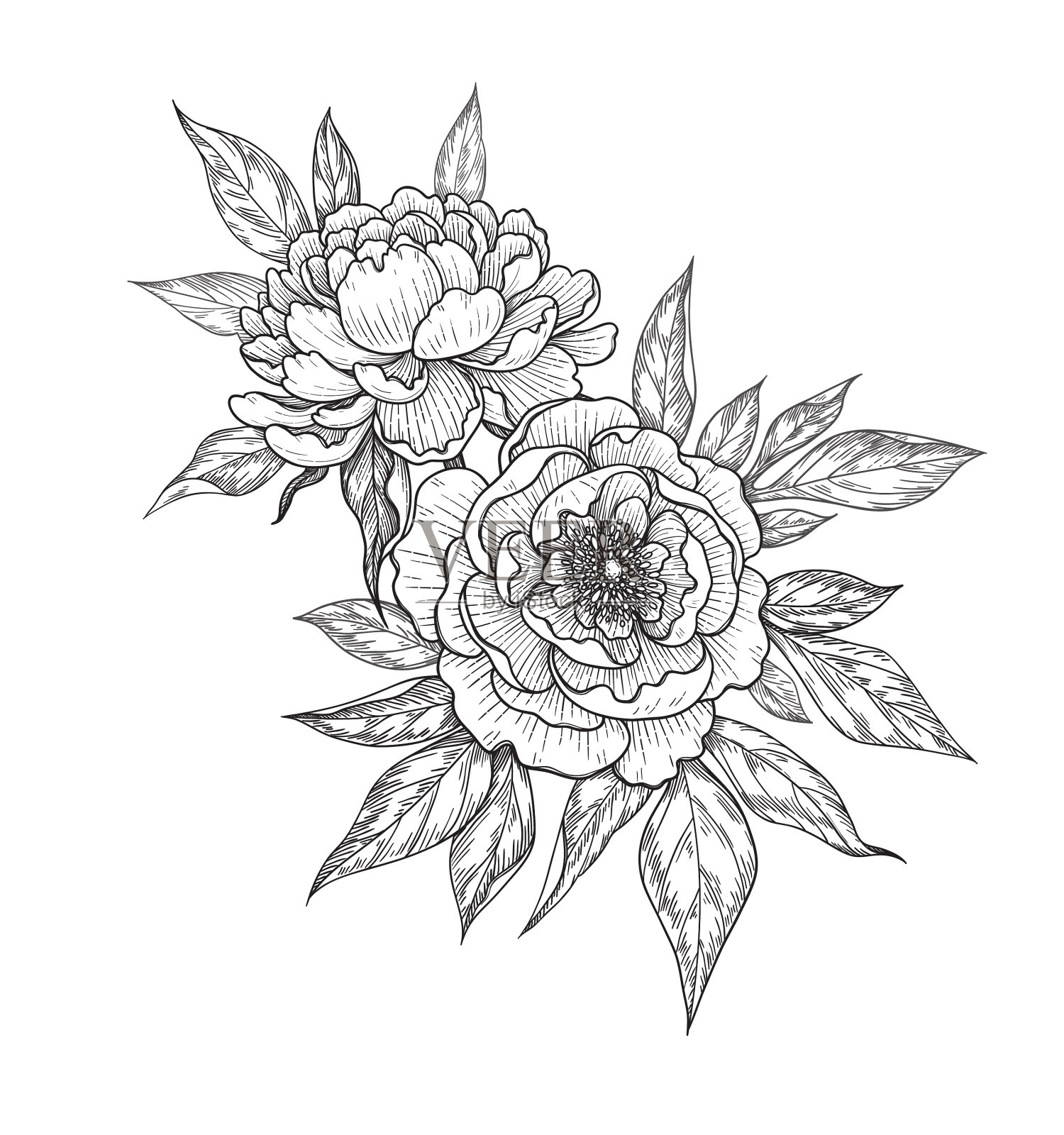 手绘牡丹花束设计元素图片