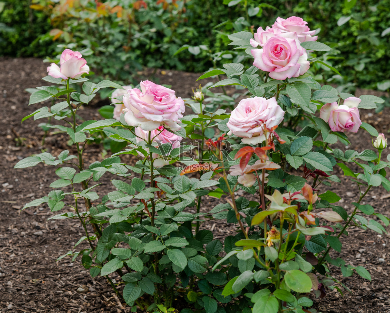 玫瑰丛中照片摄影图片