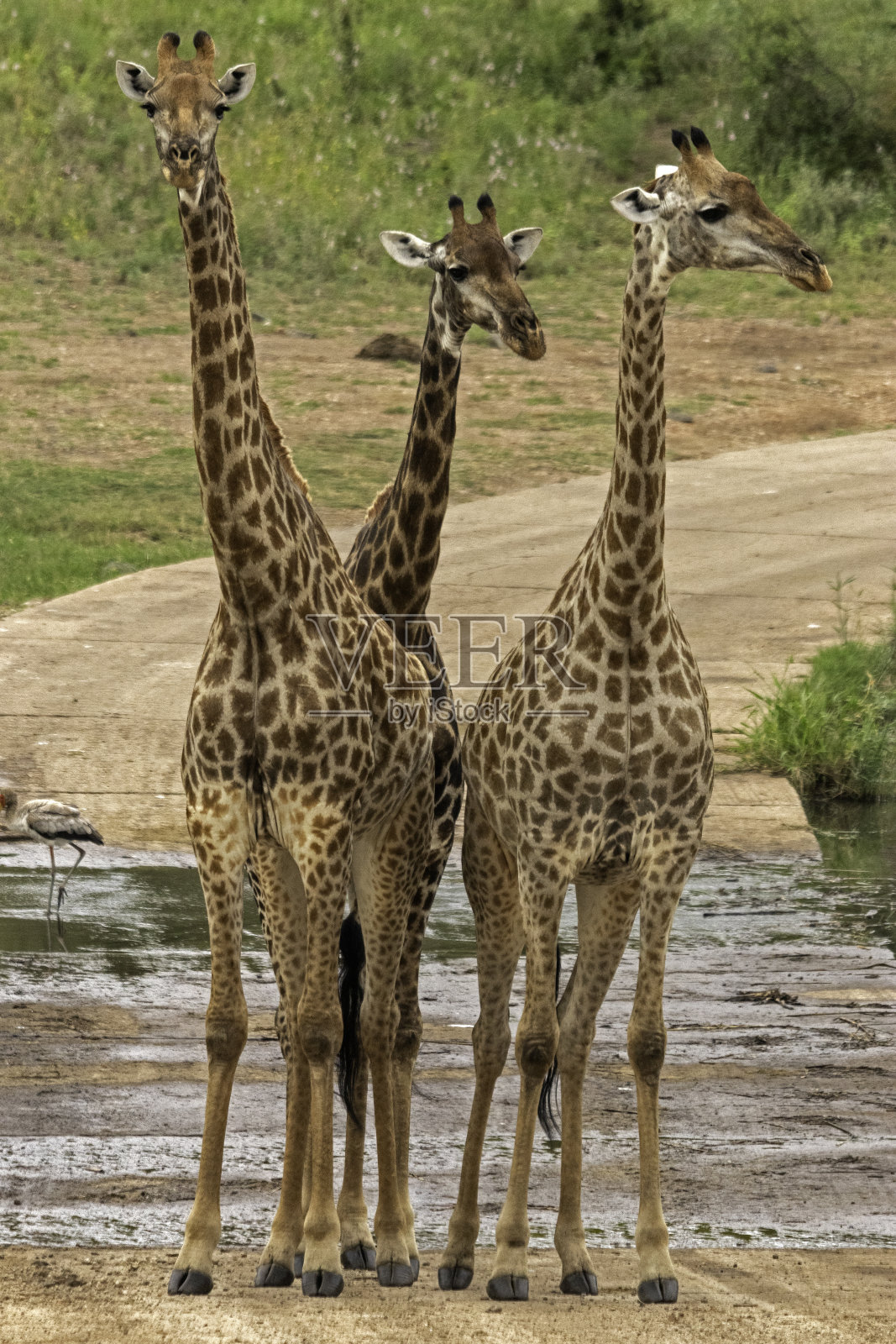 非洲的障碍照片摄影图片