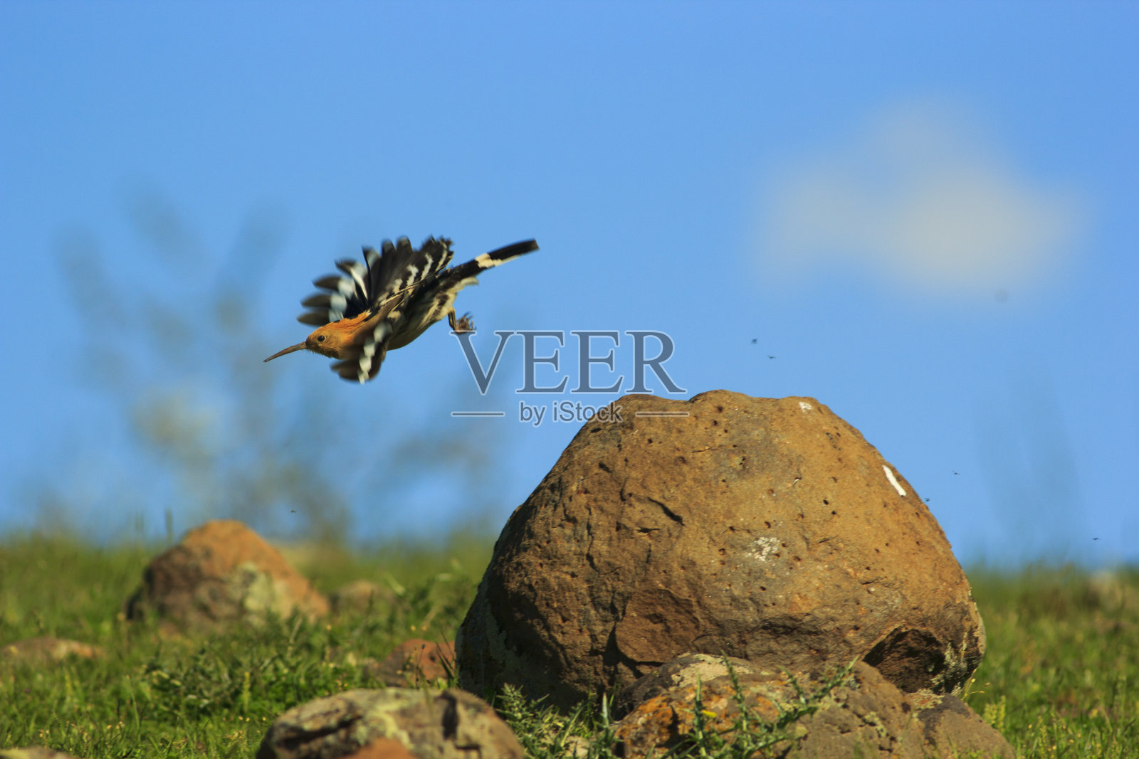 戴胜鸟epops照片摄影图片