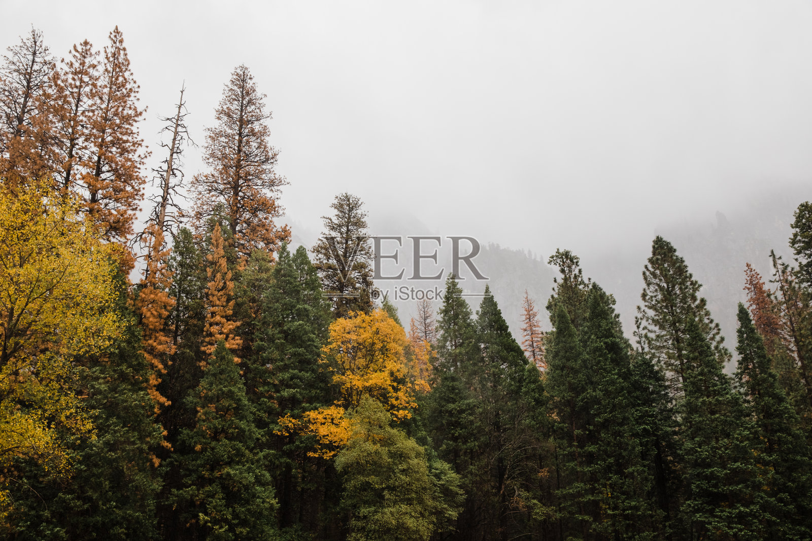 森林里有雾的秋天早晨照片摄影图片