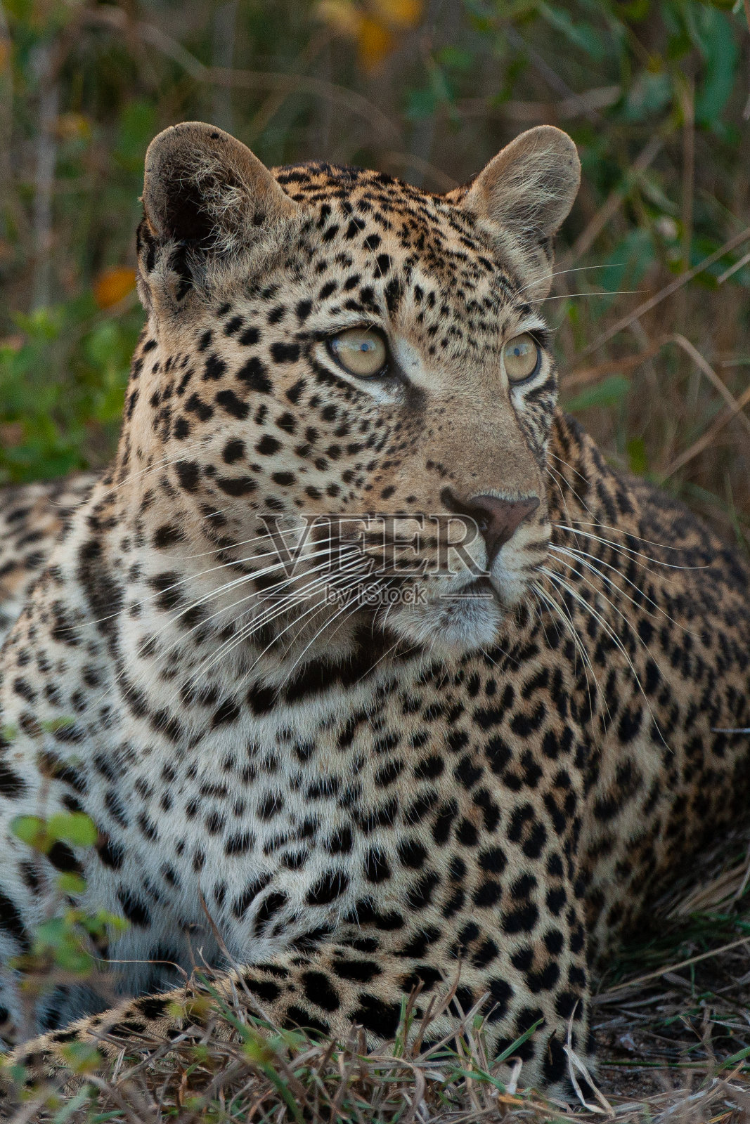 非洲豹肖像照片摄影图片