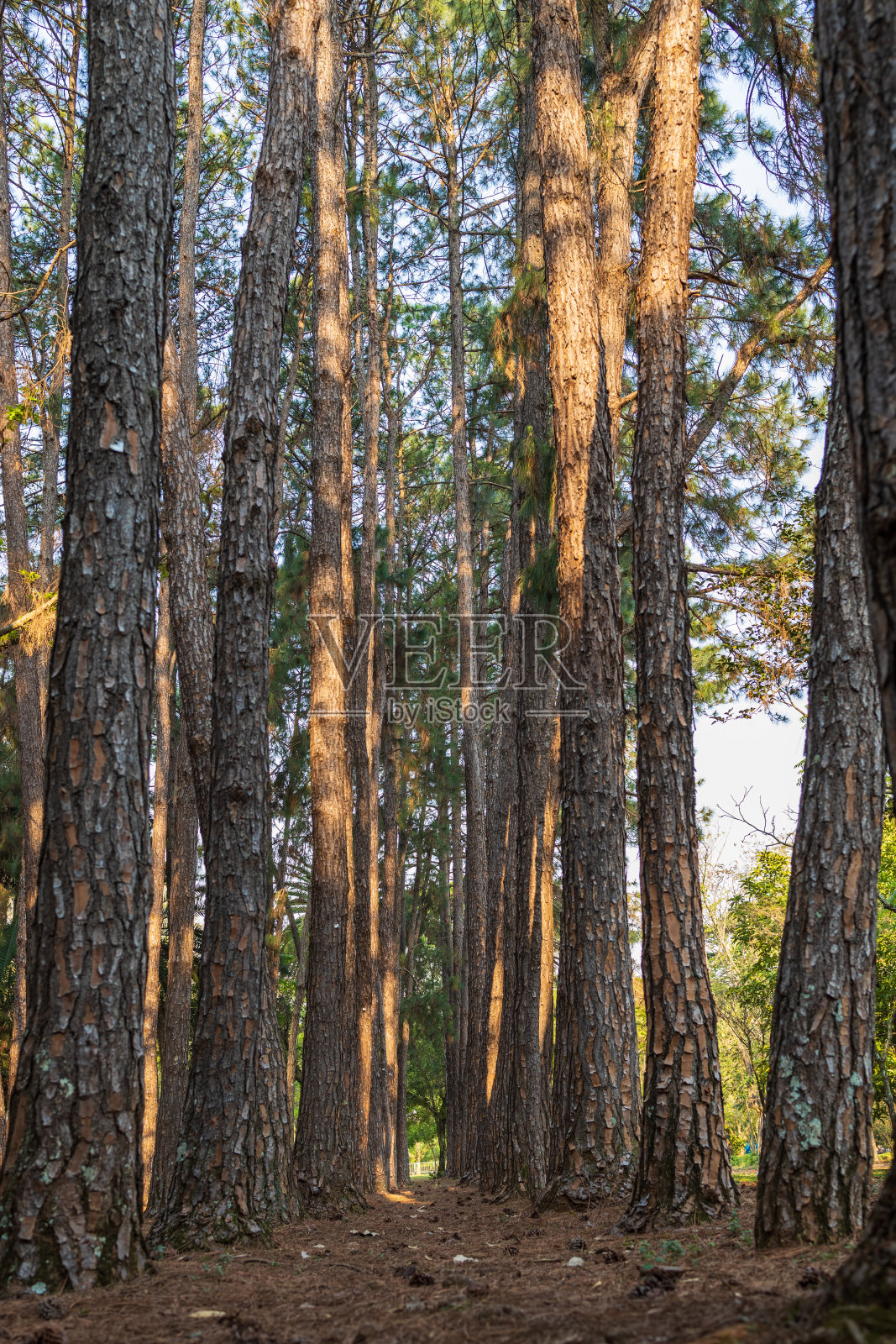 竹种植园照片摄影图片