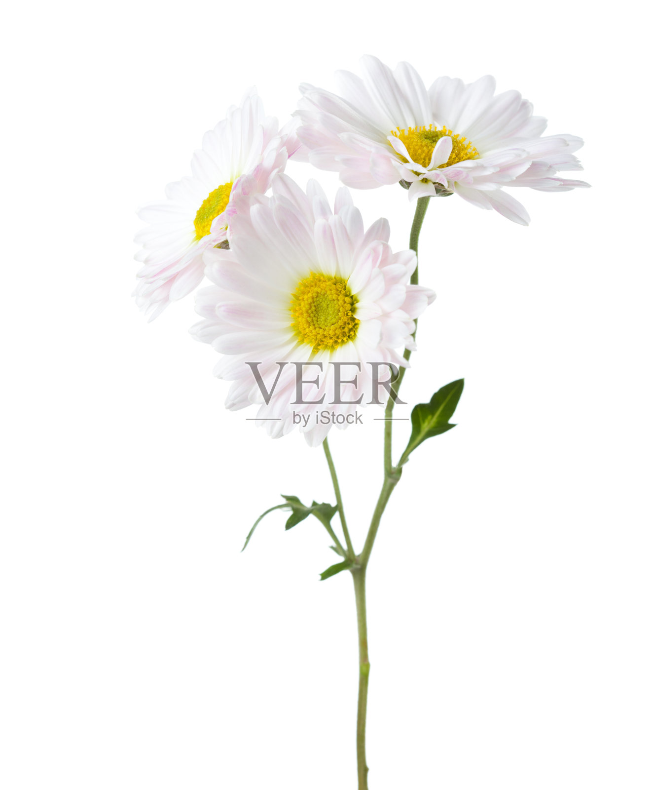 有三朵菊花孤立在白色背景的小枝。照片摄影图片