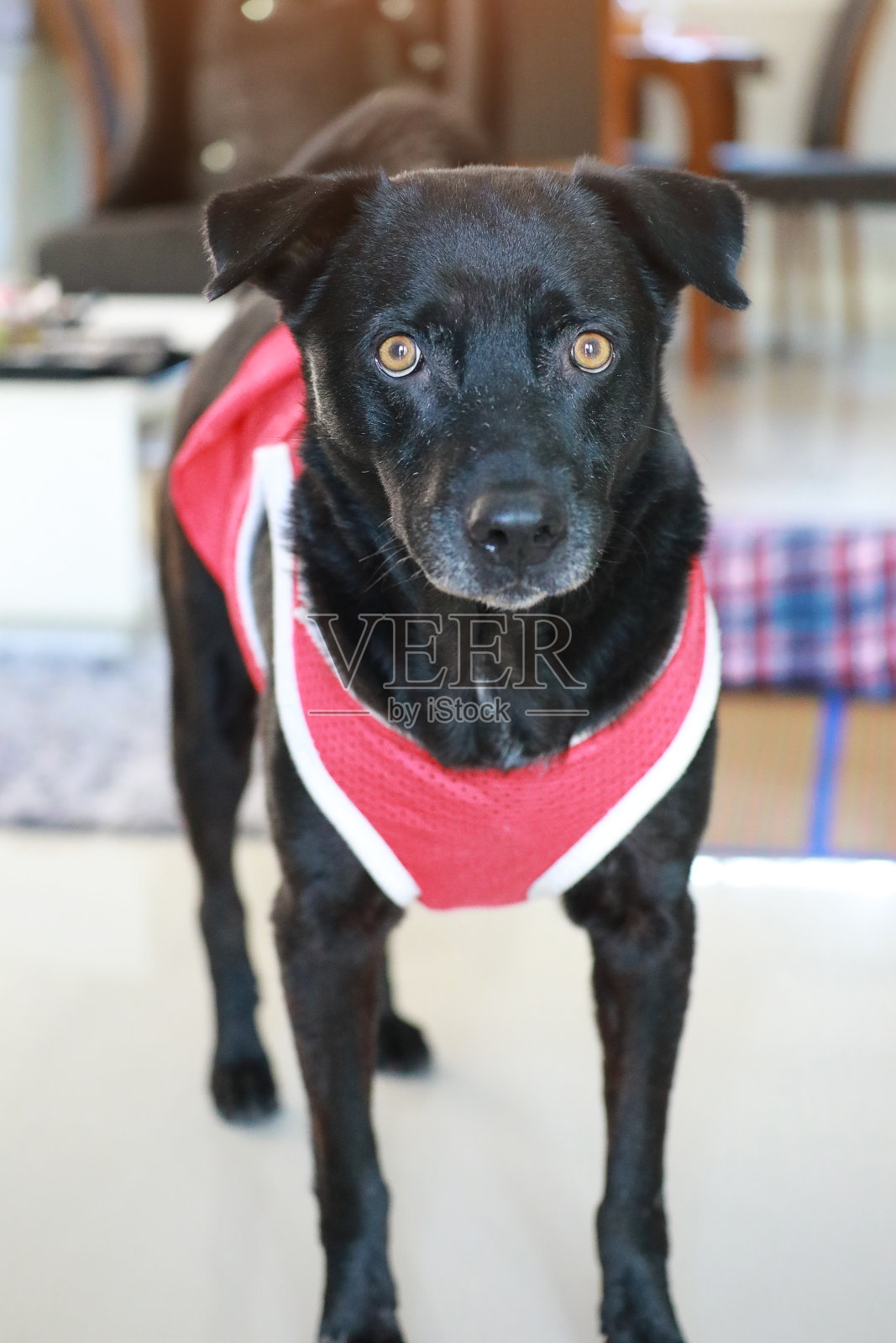 震惊和惊讶的狗黑色拉布拉多寻回犬。动物的概念。照片摄影图片