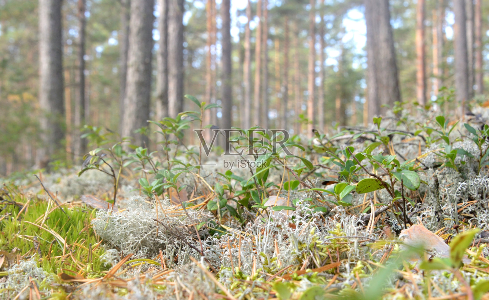 苔藓和蔓越莓丛。照片摄影图片