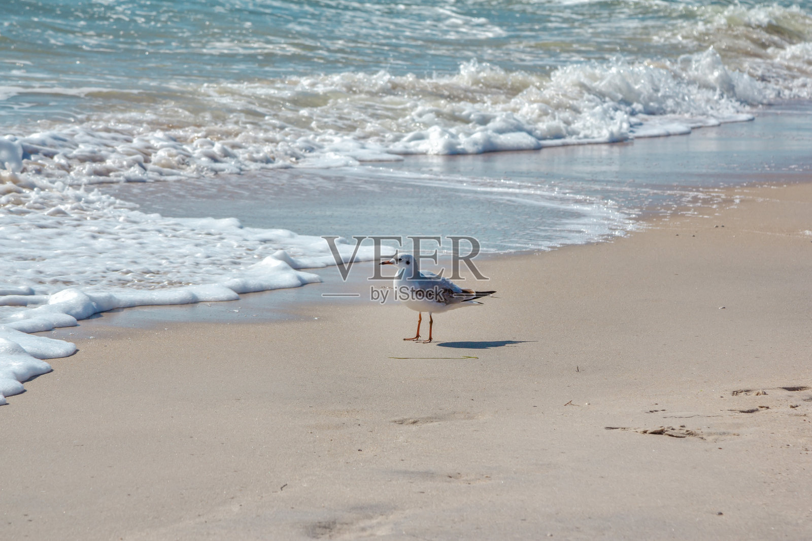海鸥走在波涛汹涌的海面附近的沙滩上照片摄影图片
