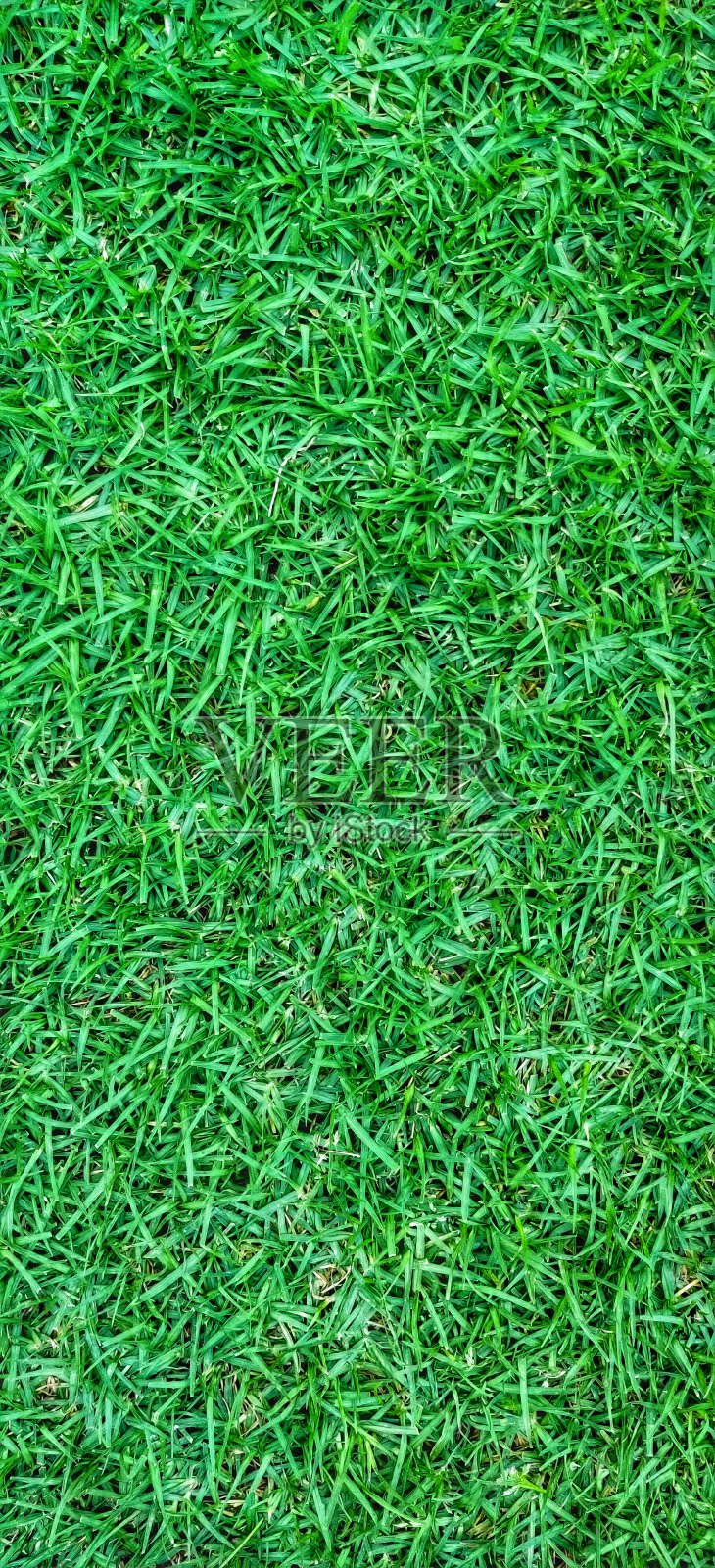 绿色照片摄影图片