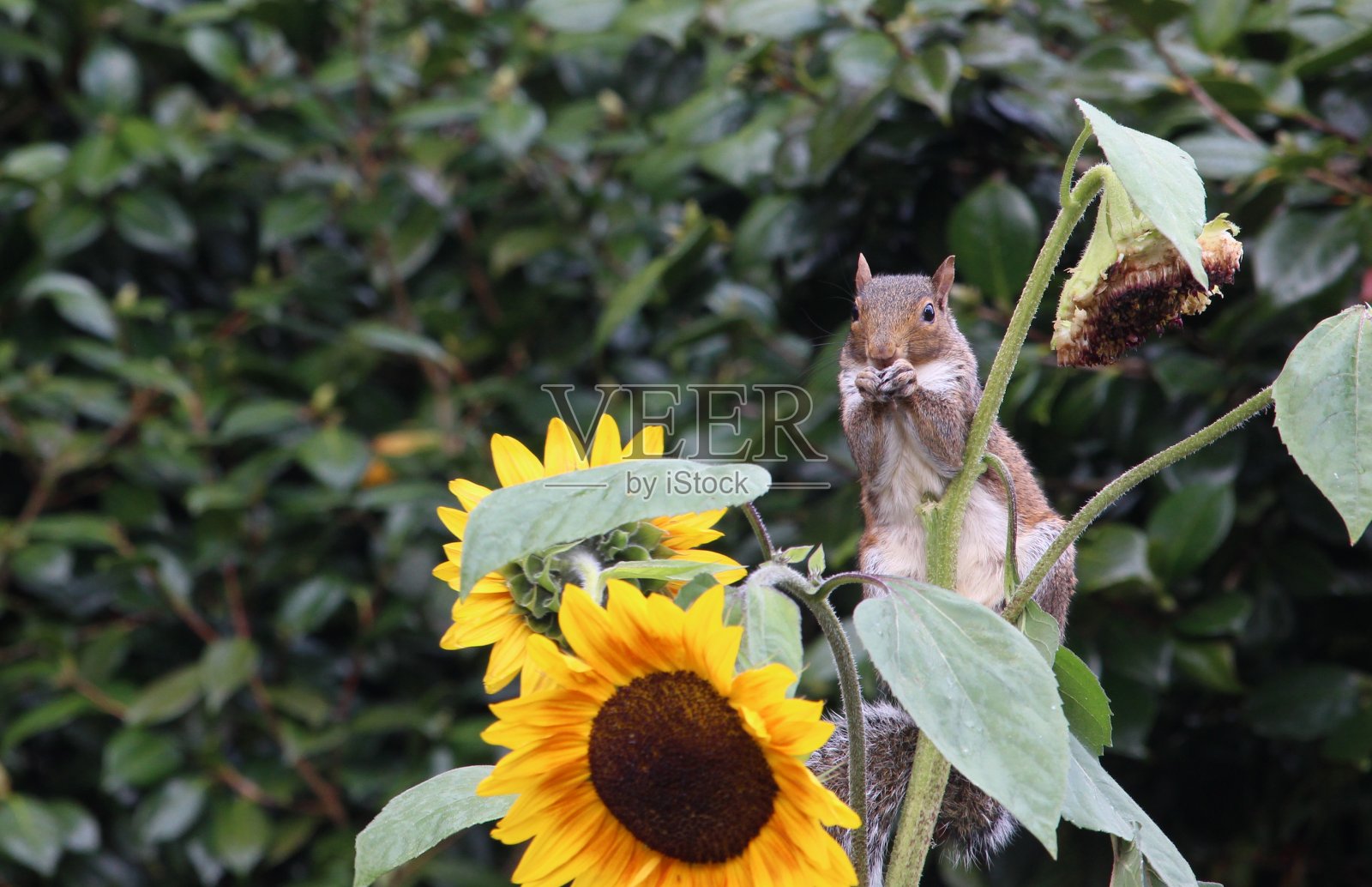 一张照片上,一只灰色的松鼠坐在向日葵上,吃着葵花籽照片摄影图片