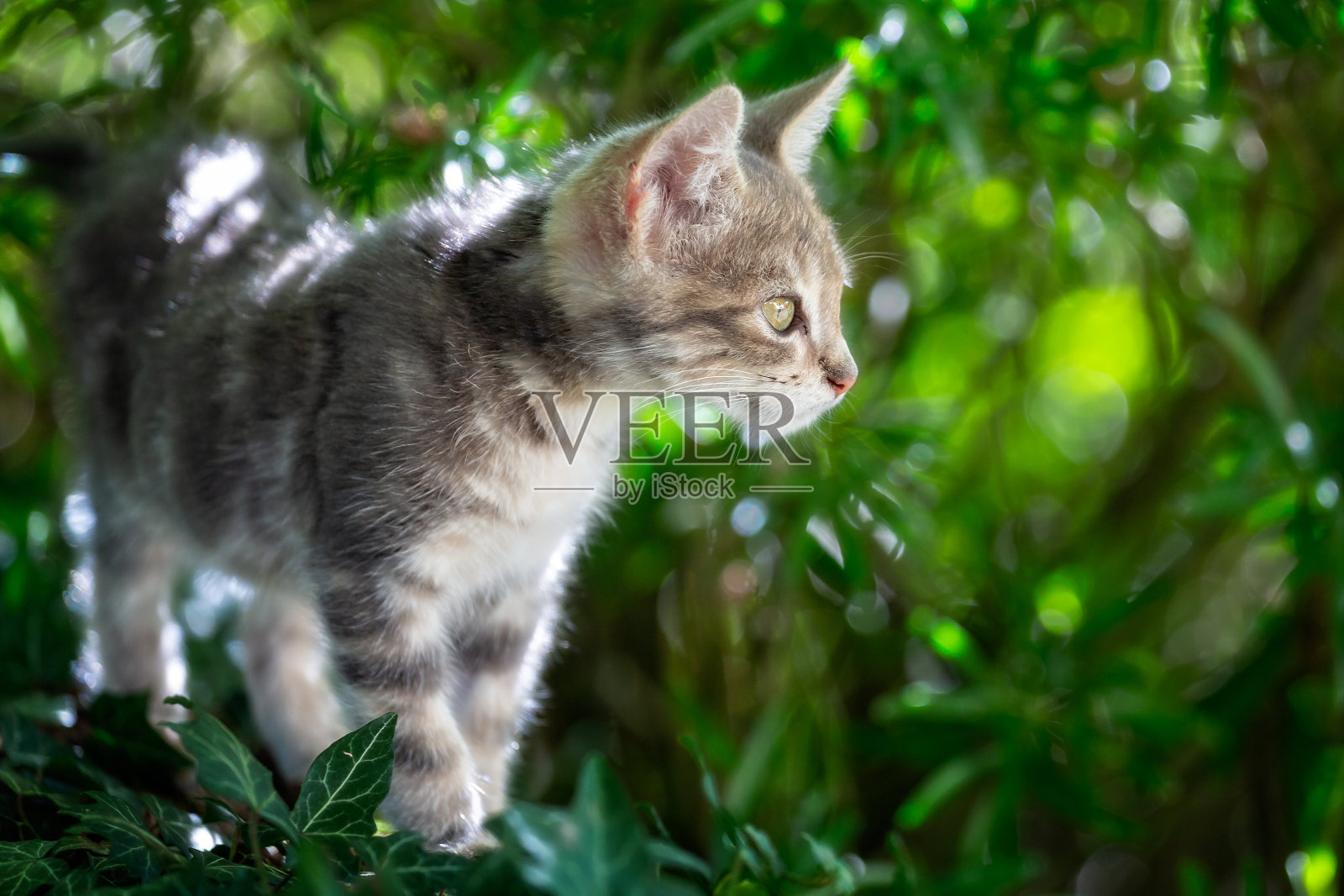 非常可爱的小猫宝宝的特写与大的迷人的眼睛在野外照片摄影图片