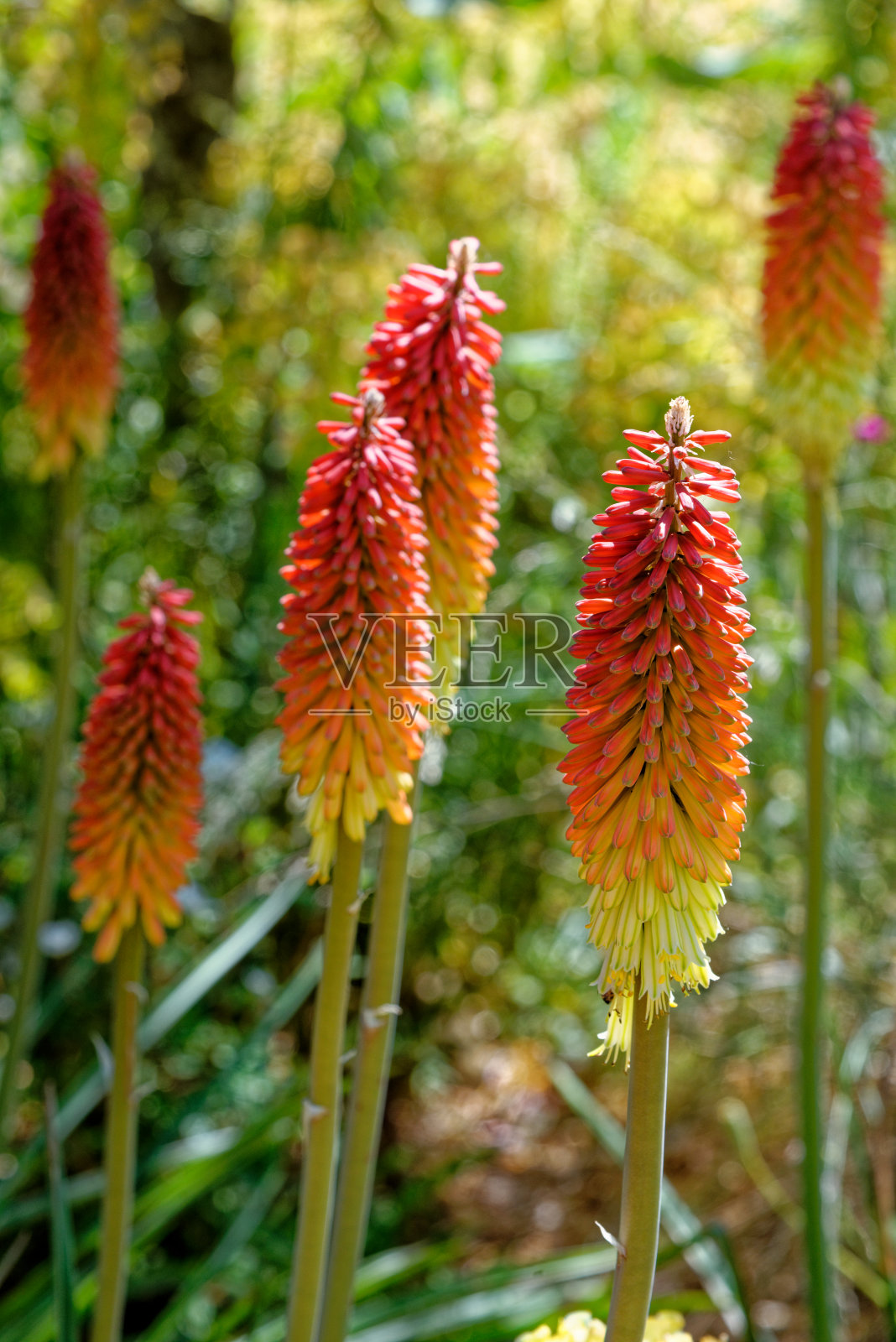 火红的扑克-火炬百合或扑克植物照片摄影图片