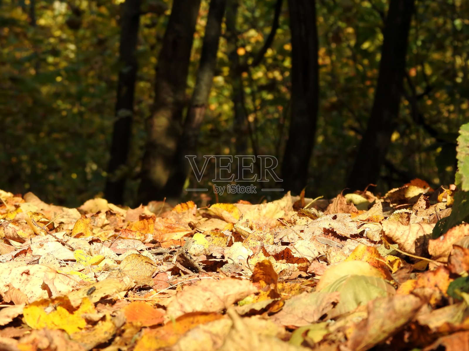 美丽的风景秋叶在自然界近距离照片摄影图片