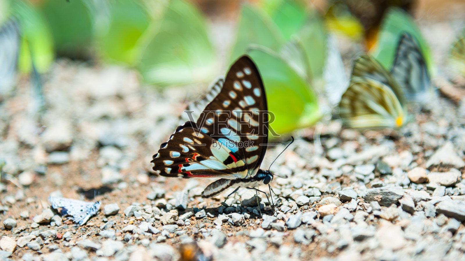 一群五彩缤纷的蝴蝶在泰国潮湿的土壤上。它从湿润的土壤中吸取含有矿物质的水作为食物。选择重点在前面的蝴蝶。另一只蝴蝶模糊的背景。照片摄影图片