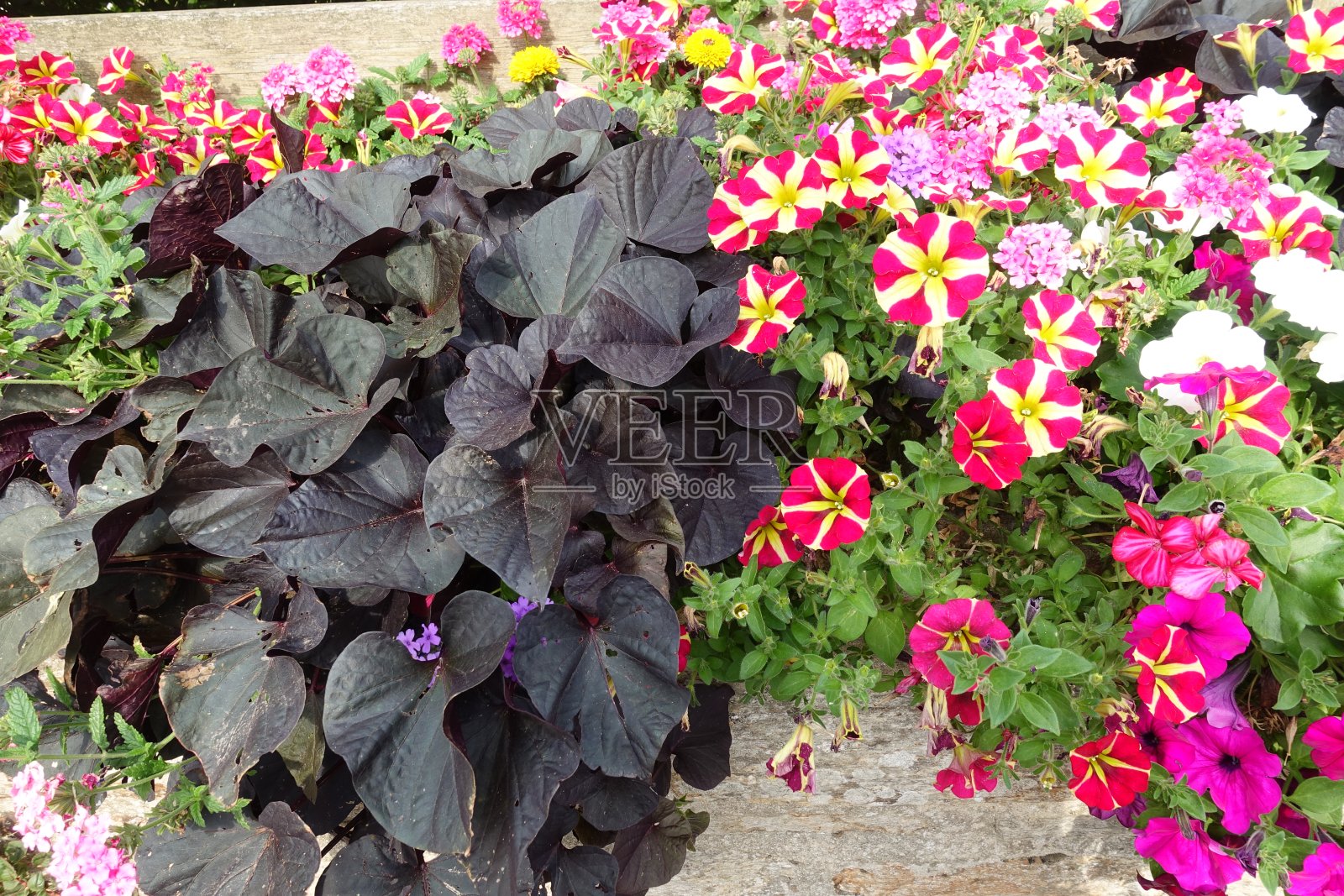 各种花色的矮牵牛花照片摄影图片