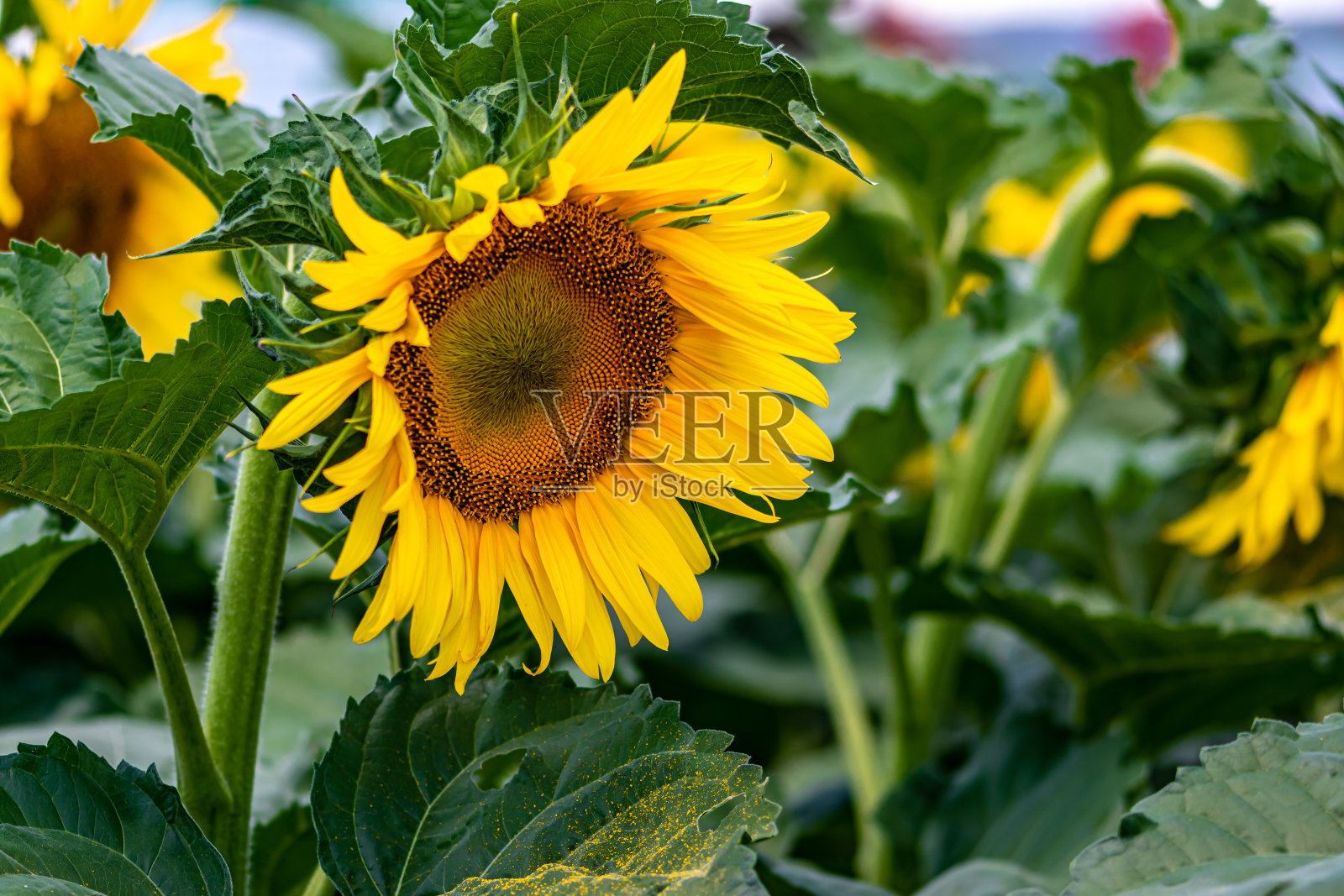 向日葵照片摄影图片