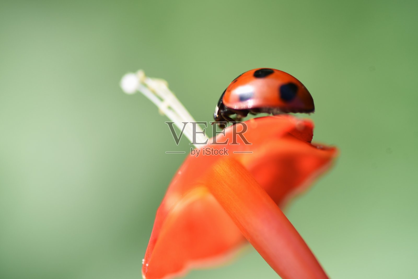 红牵牛花(红星)照片摄影图片