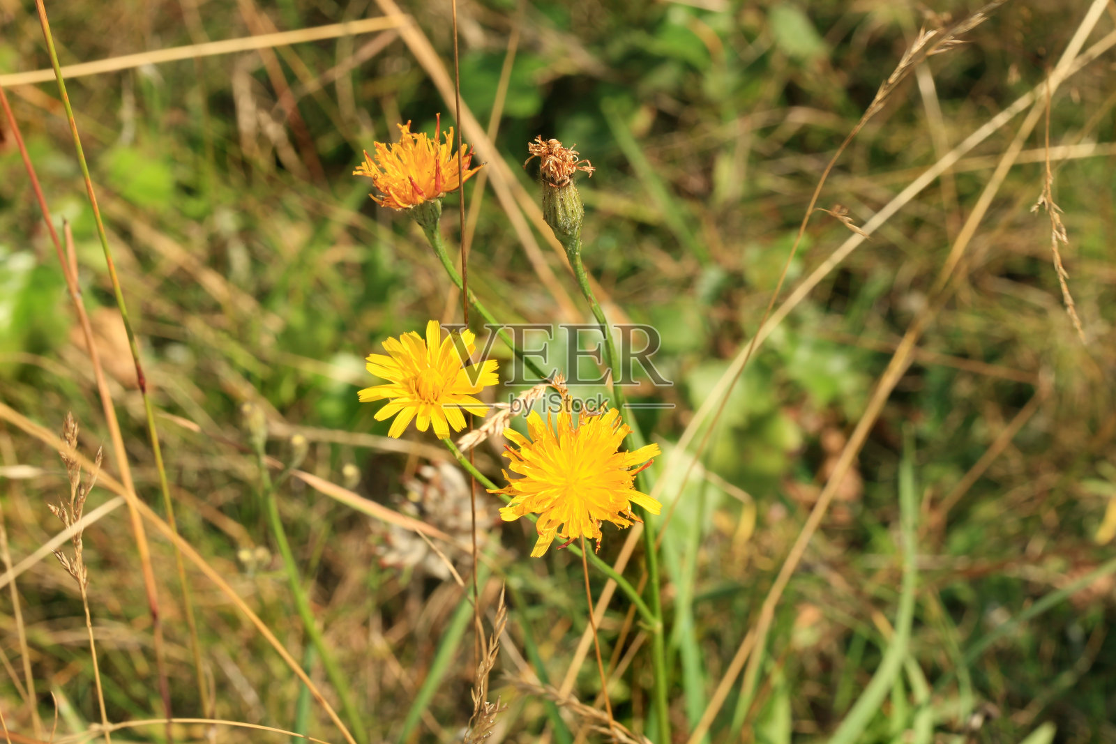 野生草甸上的黄芪。照片摄影图片