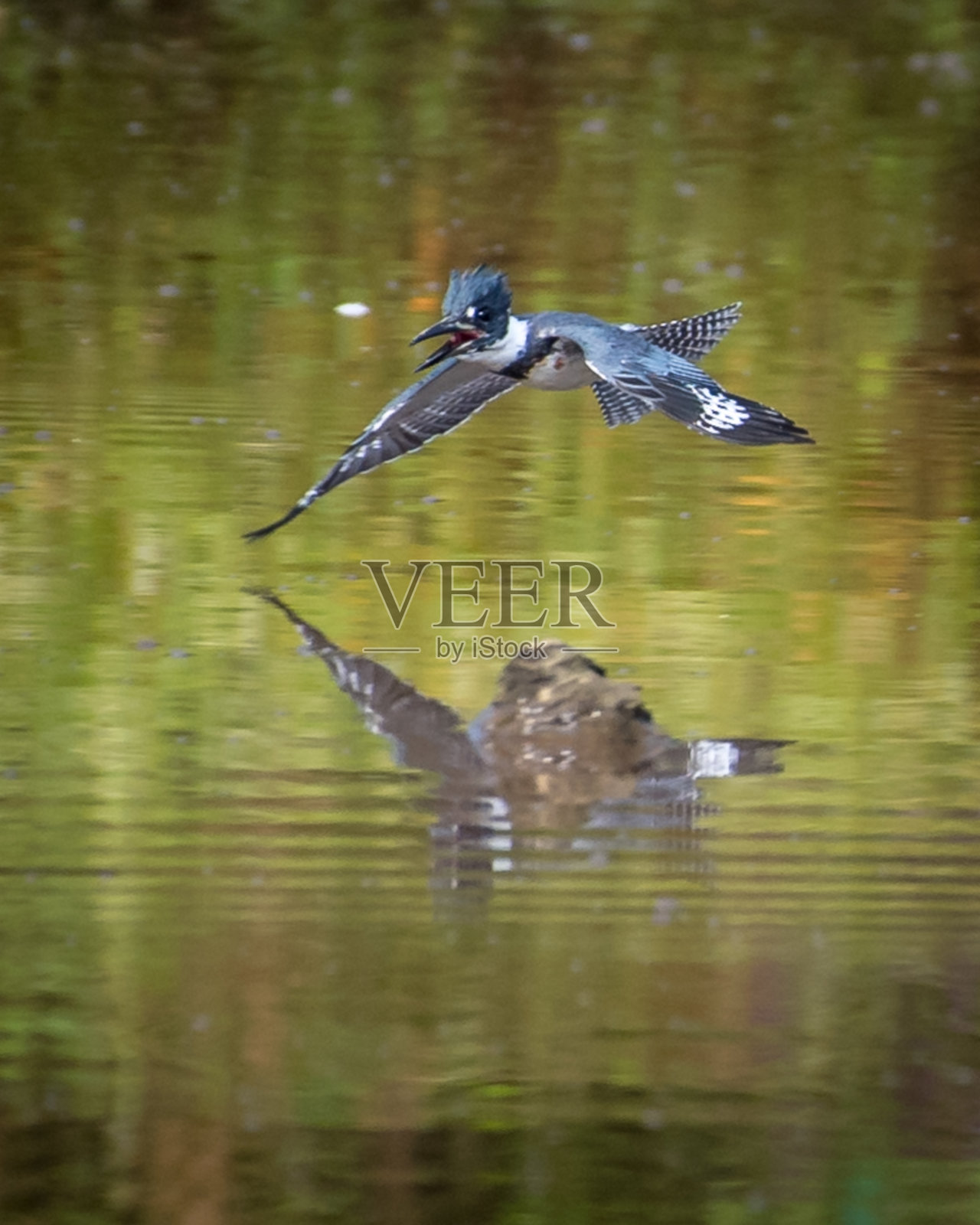 树枝上的翠鸟照片摄影图片