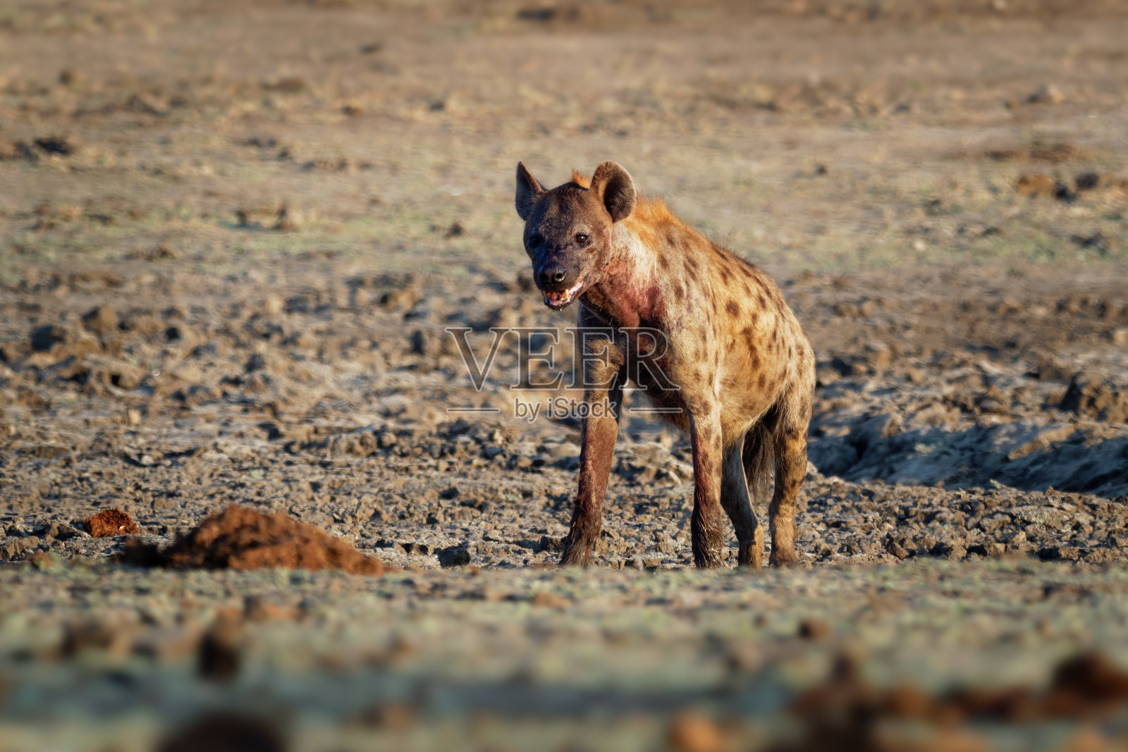 斑鬣狗- Crocuta Crocuta几只鬣狗和秃鹫正在吃泥里的死大象,津巴布韦的Mana池。早上非常干燥的地面。照片摄影图片