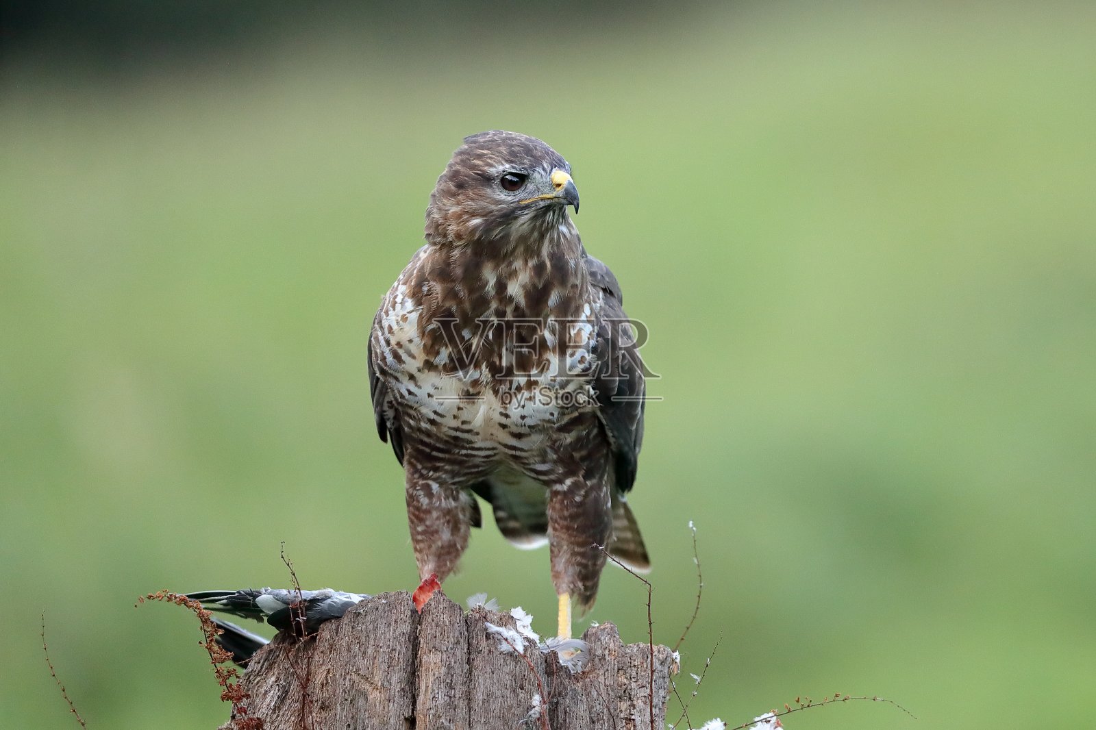 常见的卑鄙的小人照片摄影图片