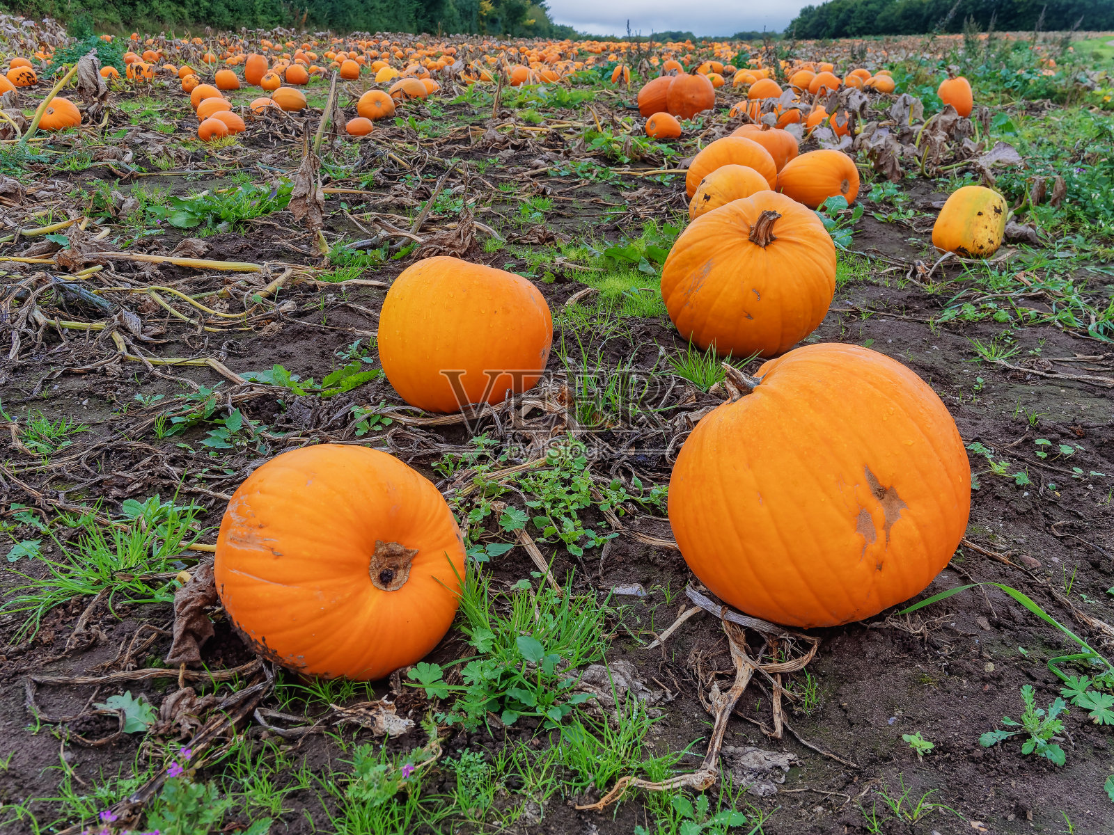 新鲜收获的南瓜准备出售照片摄影图片