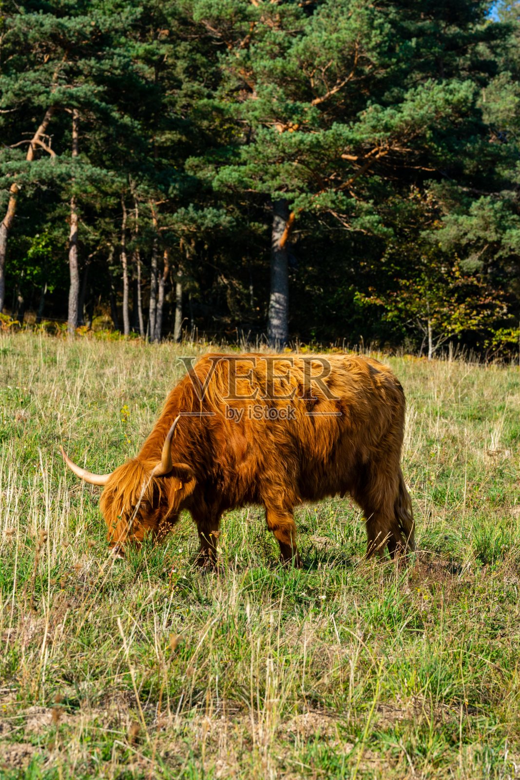 高地奶牛在牧场的肖像照片摄影图片