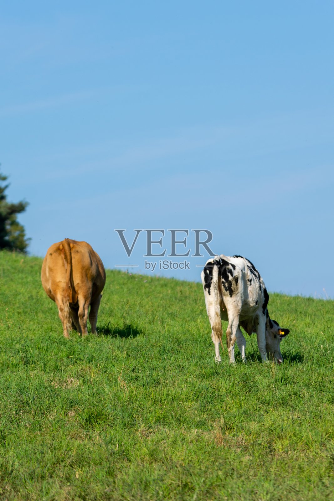 牧场上的一群荷斯坦奶牛照片摄影图片