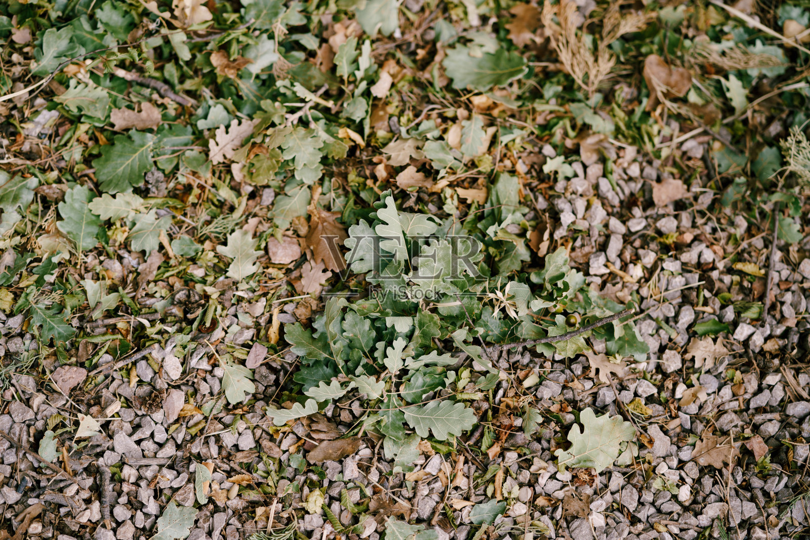 橡树的叶子在地上是绿色的,上面有小石头。照片摄影图片