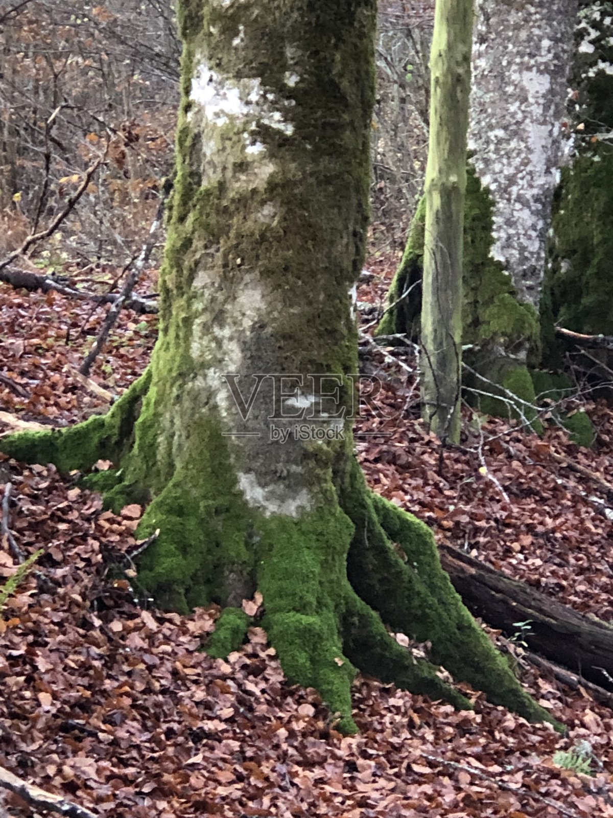 秋天照片摄影图片