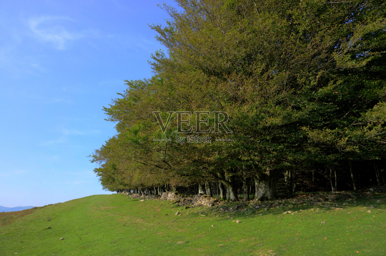 英国坎布里亚郡巴顿菲尔的Heughscar Wood照片摄影图片