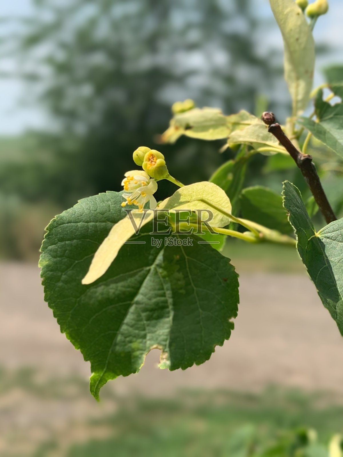 花园里盛开的春树照片摄影图片
