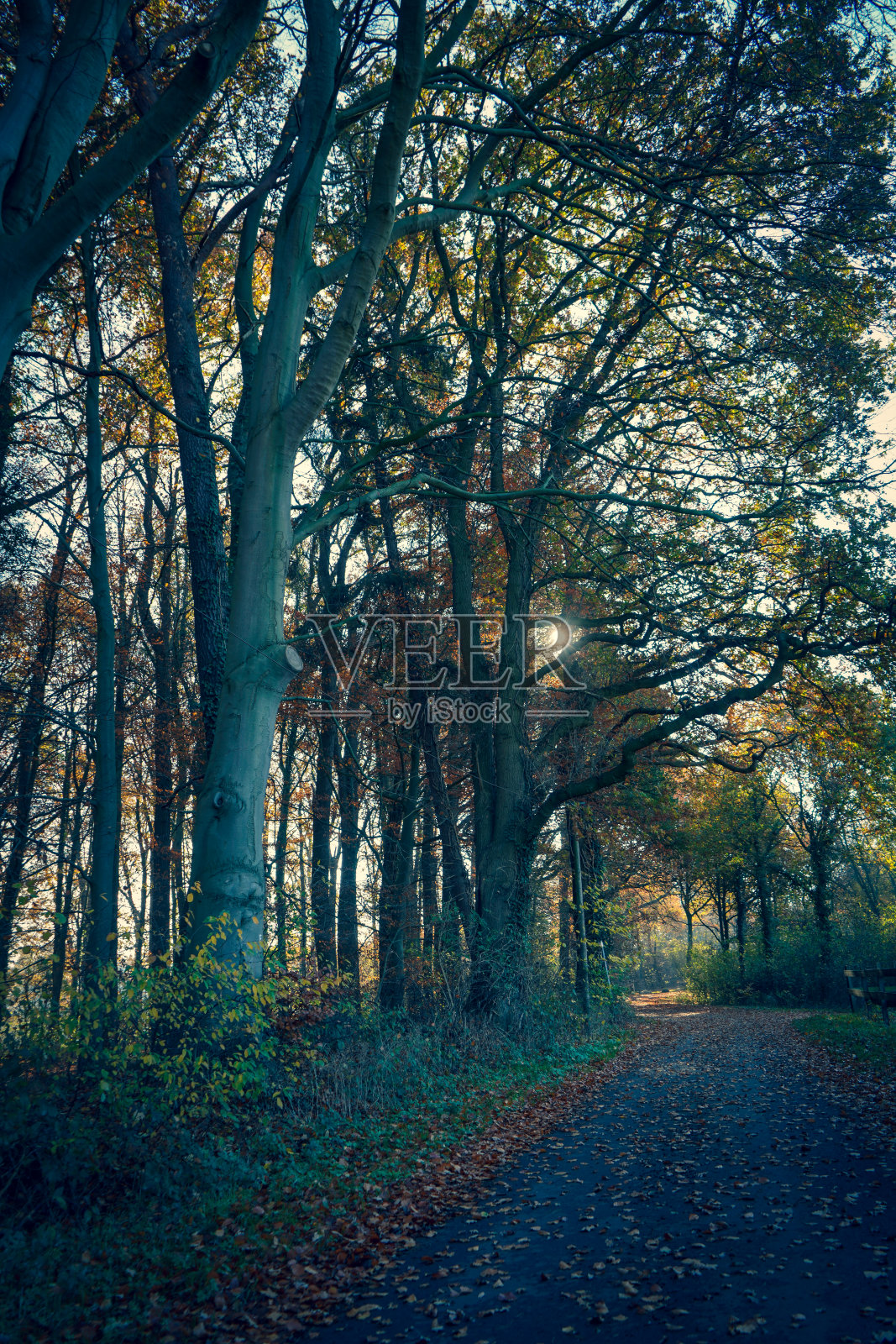 一条充满秋叶的路穿过森林,秋天里有美丽的橙红色树叶。照片摄影图片