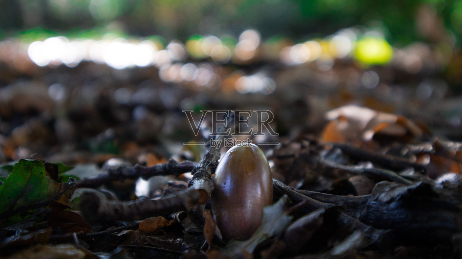 橡子照片摄影图片