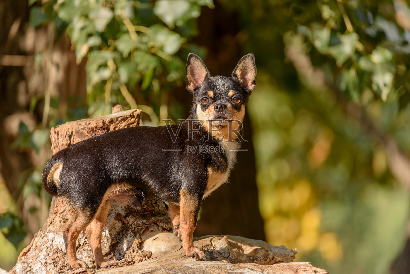 散步的吉娃娃狗。吉娃娃黑色,棕色和白色。秋天的狗在花园或公园散步。照片摄影图片