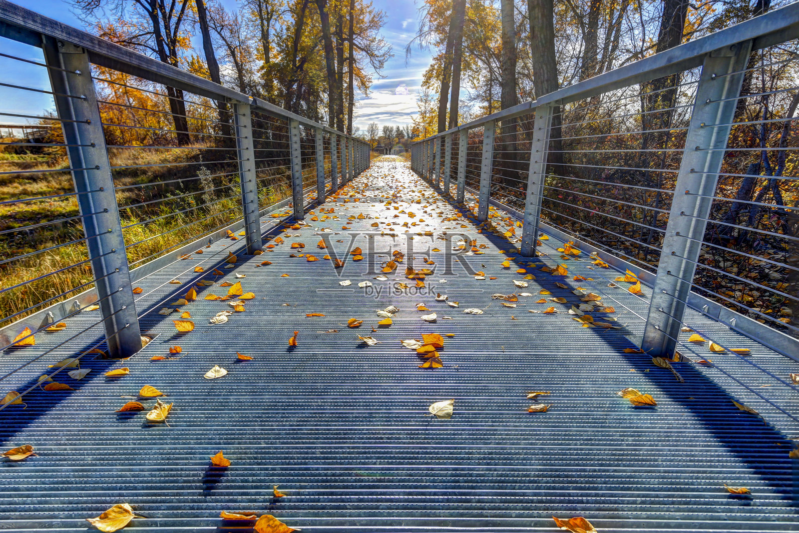 卡尔加里的圣帕特里克岛公园沿着弓河的秋天的颜色照片摄影图片