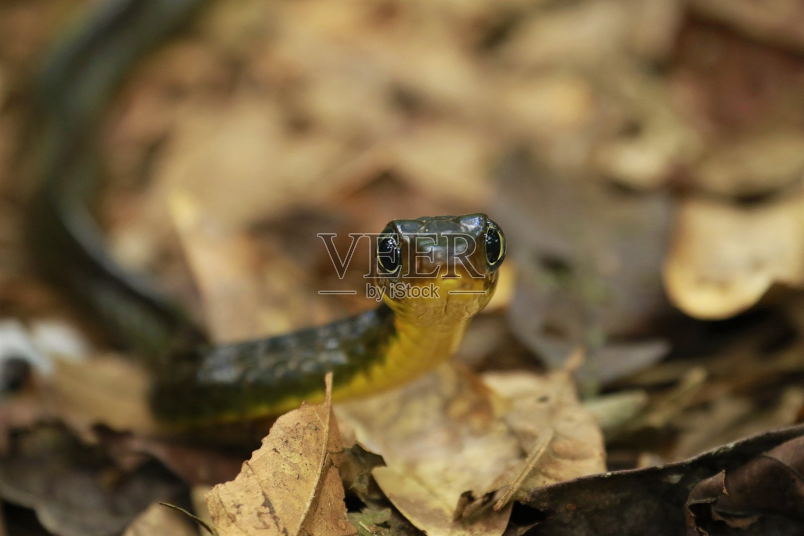 Chironius蛇照片摄影图片