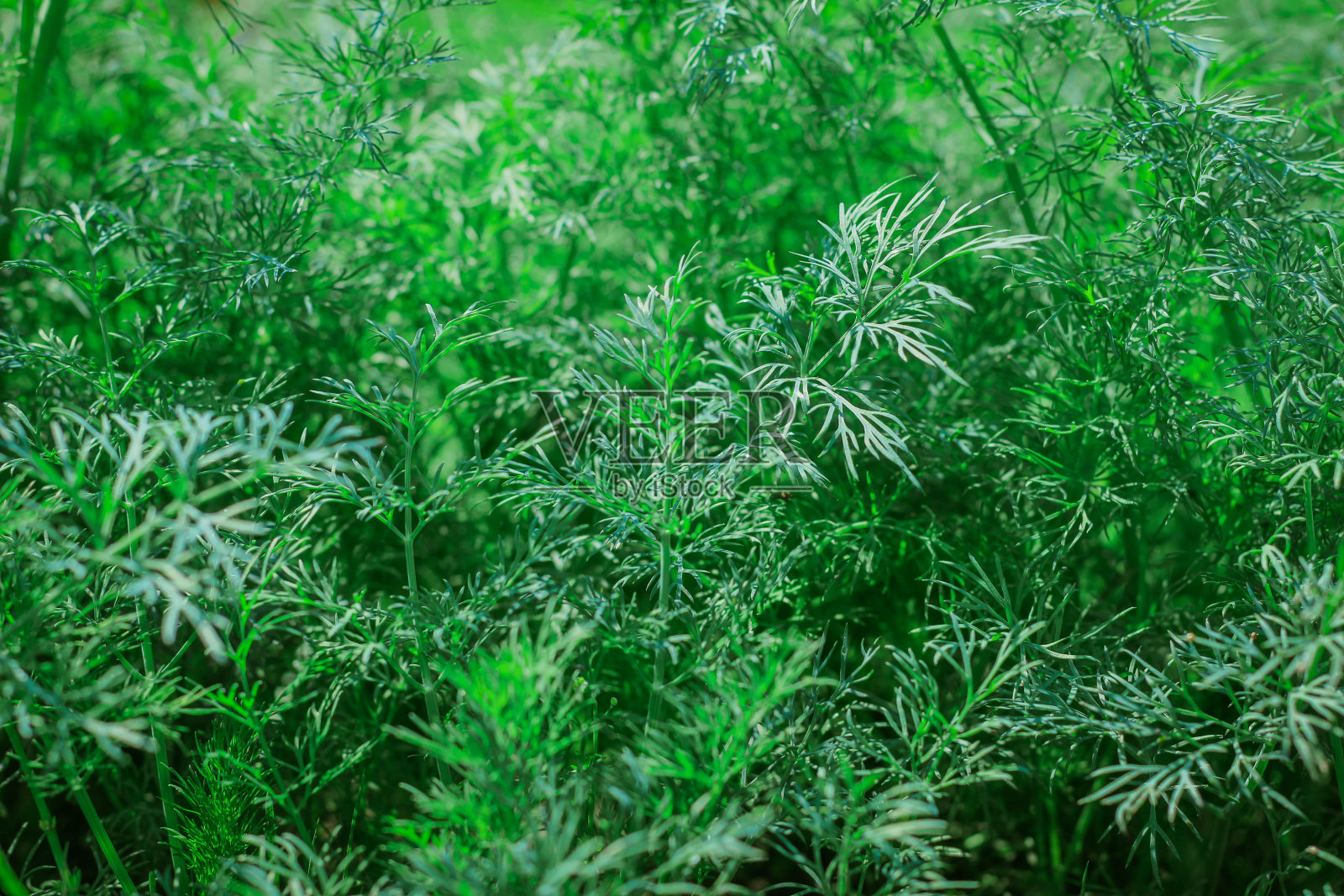 新鲜的绿色莳萝特写。绿色的自然背景。照片摄影图片