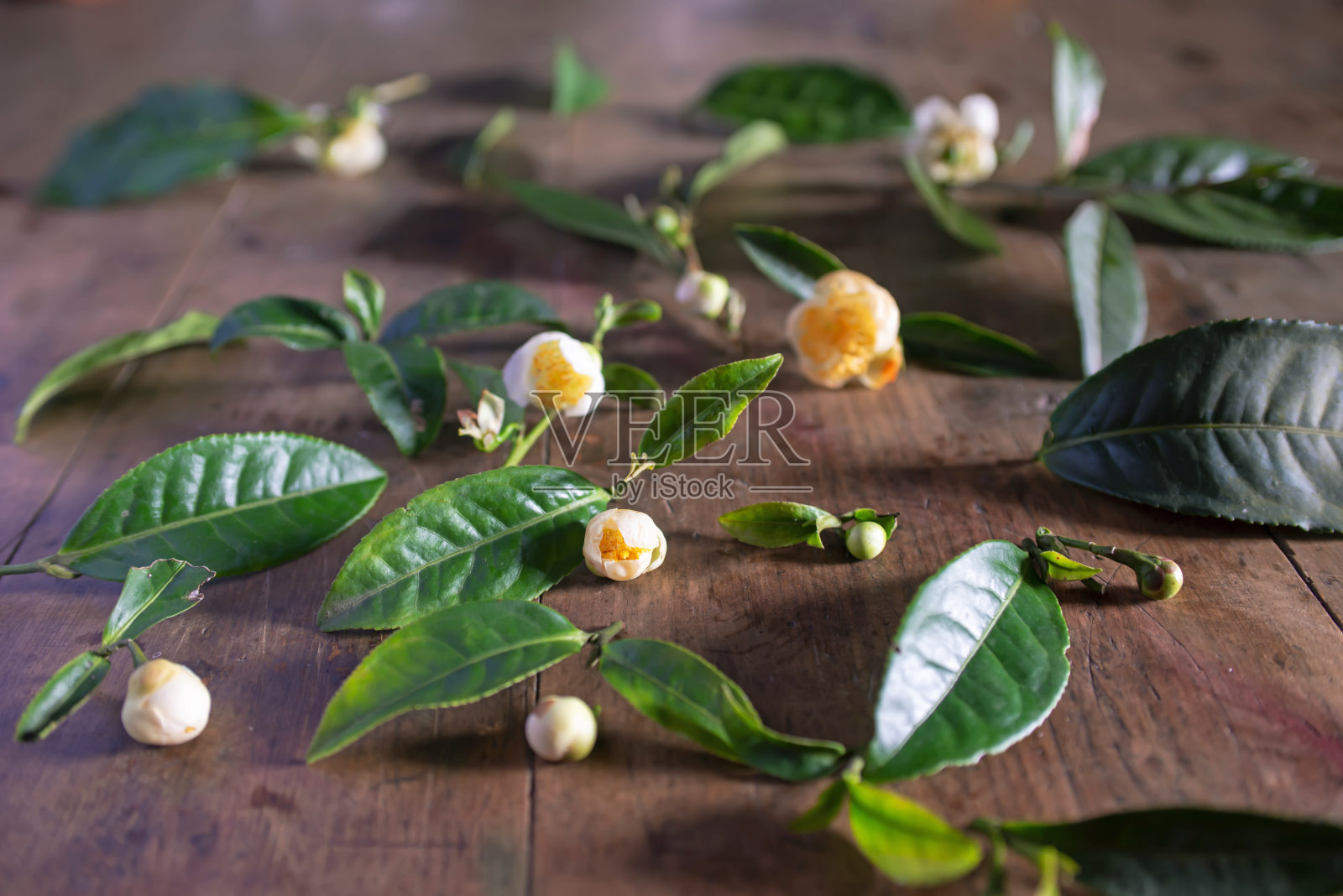 茶树的新鲜叶子和花朵照片摄影图片