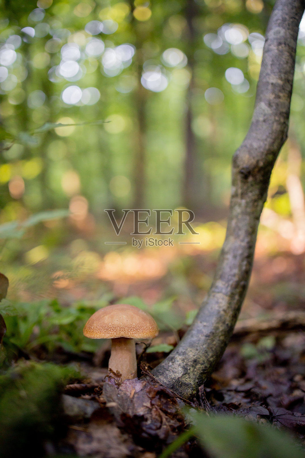 树林里白色的蘑菇,在树叶的背景下,明亮的阳光。牛肝菌属菌类。蘑菇照片摄影图片