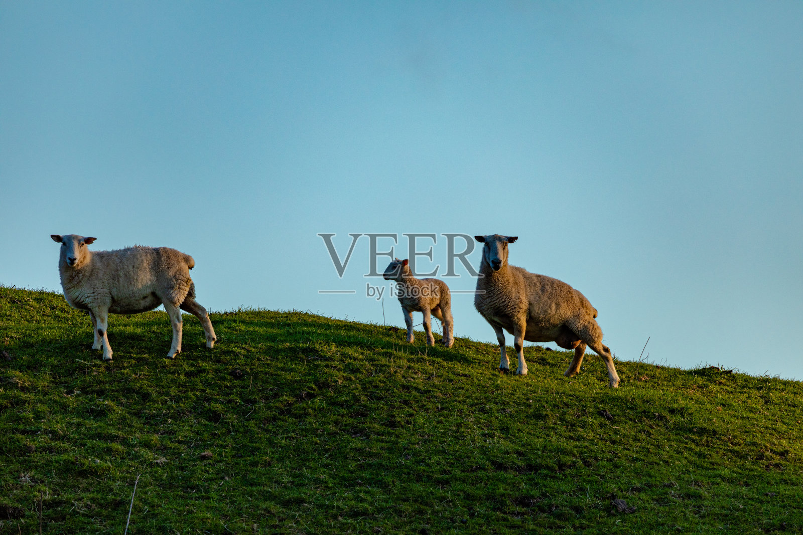 新生羊羔和它们的妈妈照片摄影图片